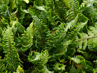 Hardy Fern Dryopteris affinis 'Crispa congesta'